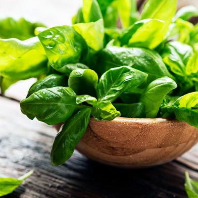 Basil Flavour for Tea