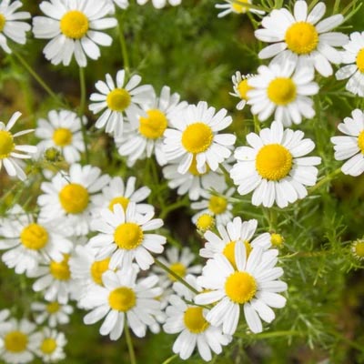 Chamomile Flavour for Tea