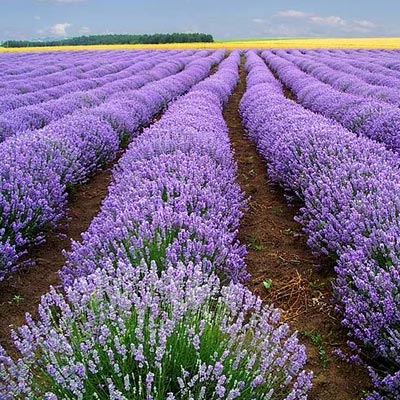 English Lavender Flavour for Tea