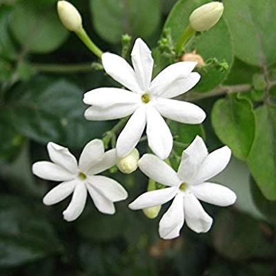 Jasmine Flavour for Tea